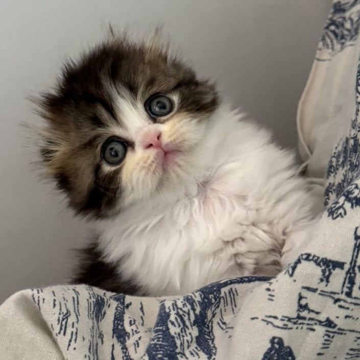 Kash Scottish Fold female, black tabby bicolour