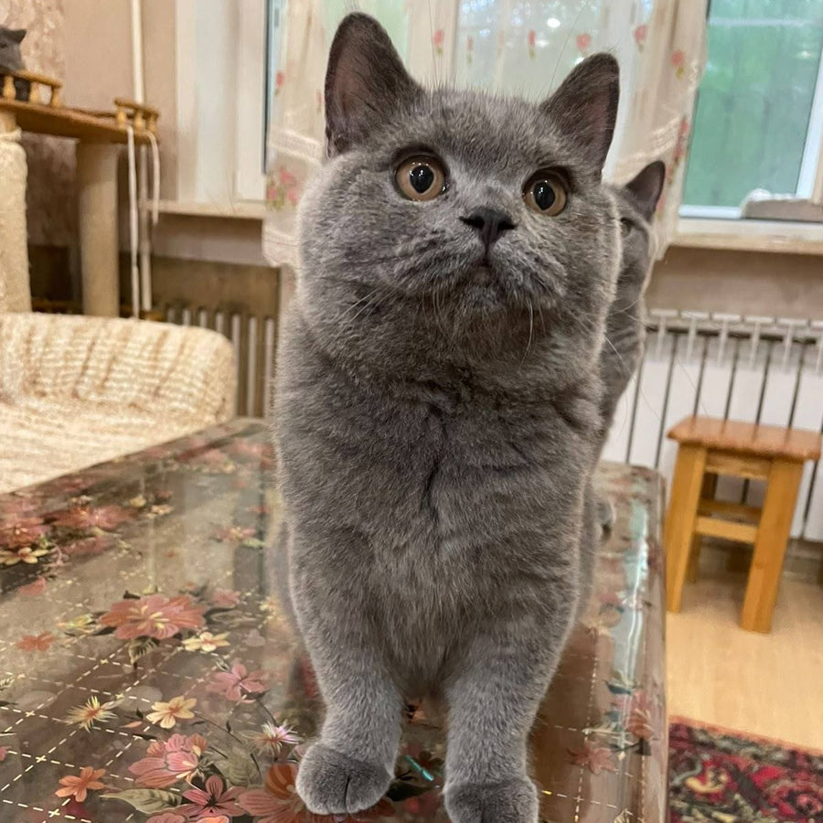 Olli British Shorthair female, blue