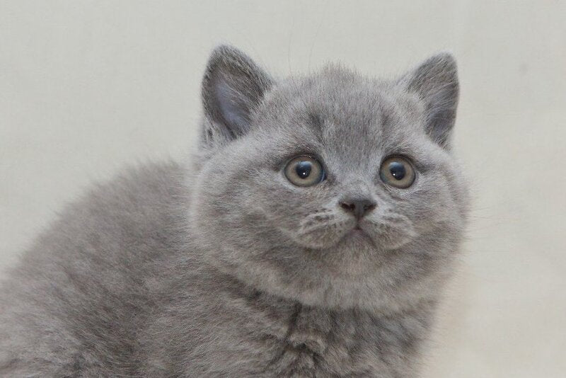 Oniks British Shorthair male, blue