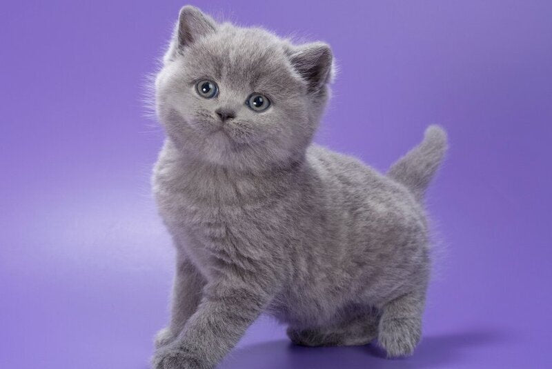 Pascal British Shorthair male, blue