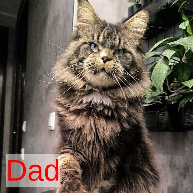Jaguar Maine Coon male, blue silver tabby