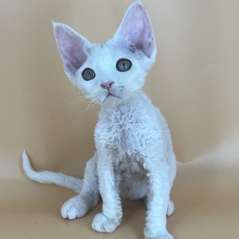 Alma Devon Rex female, white