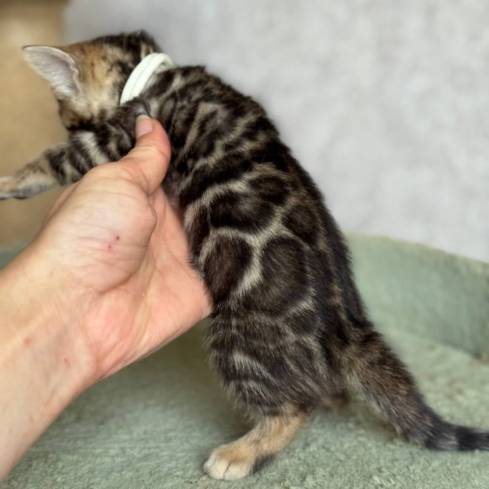 Elvis Bengal male, black spotted tabby