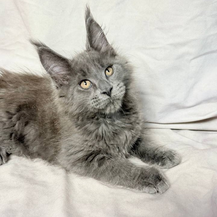 Gatsby Maine Coon male, blue silver