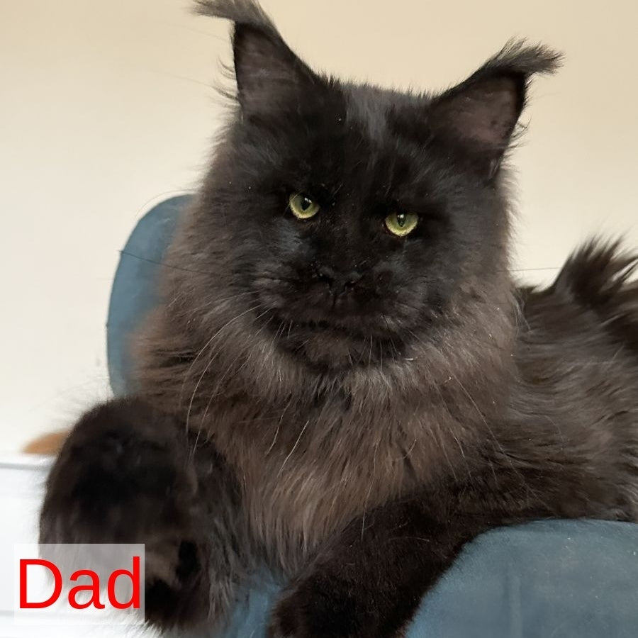 Claire Maine Coon female, black silver tabby