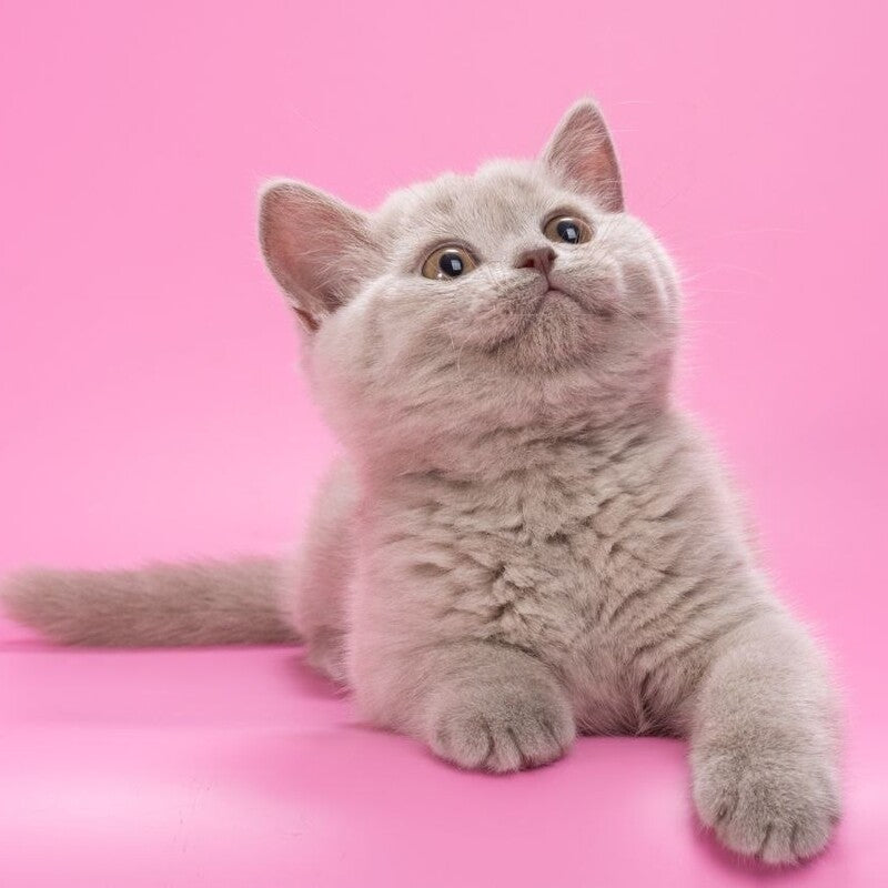 Oriana British Shorthair female, lilac