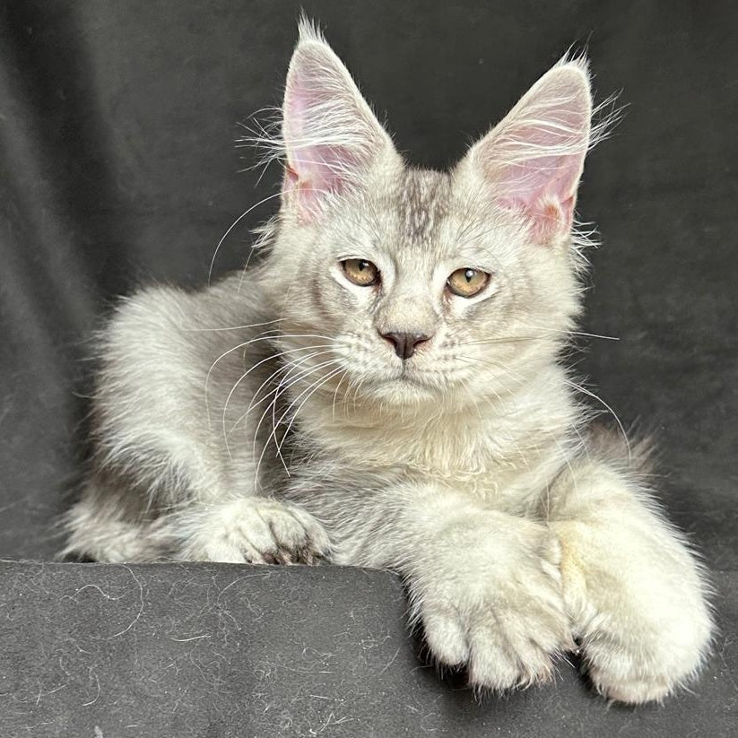 Jet Maine Coon polydactyl 6x6x6x6 male, black silver ticked tabby