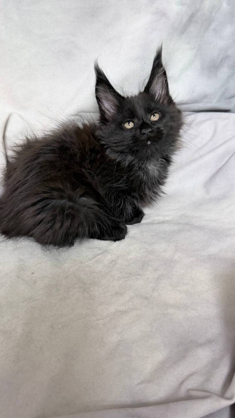 Galatea Maine Coon female, black with white