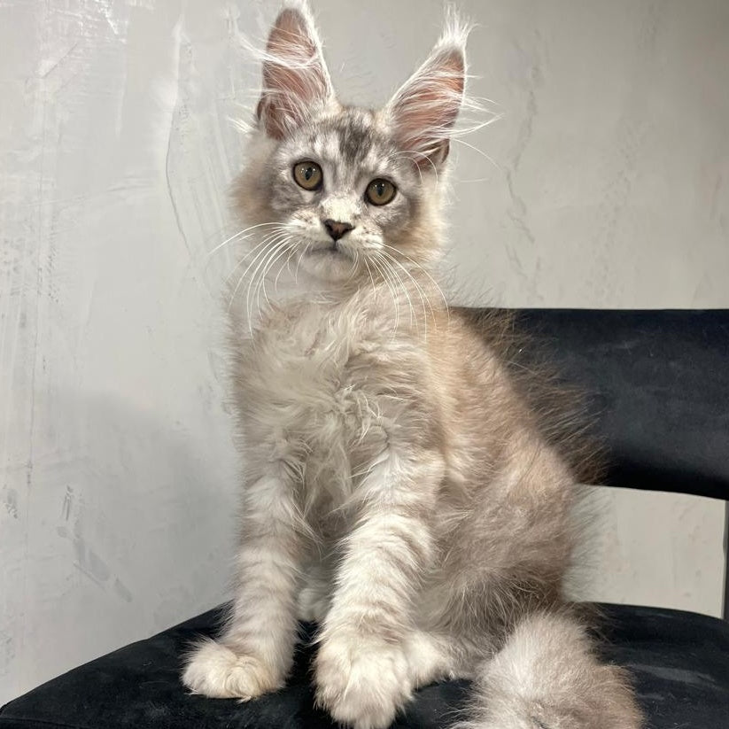 Markush Maine Coon male, blue silver ticked tabby