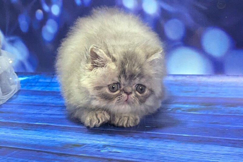 Veniamin Persian male, blue tabby