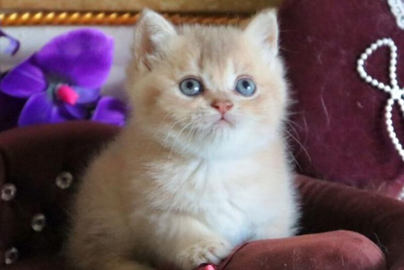 Richie British Shorthair female, lilac golden shaded