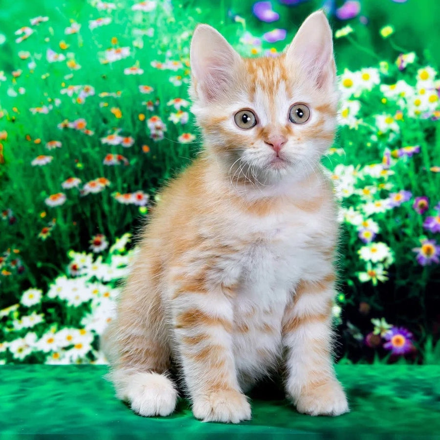 Zhorik Siberian male, red spotted tabby