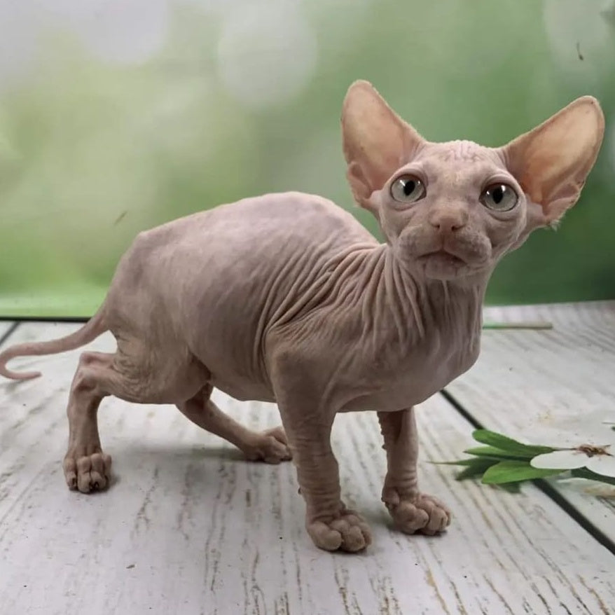 Glasha Canadian Sphynx female, cream