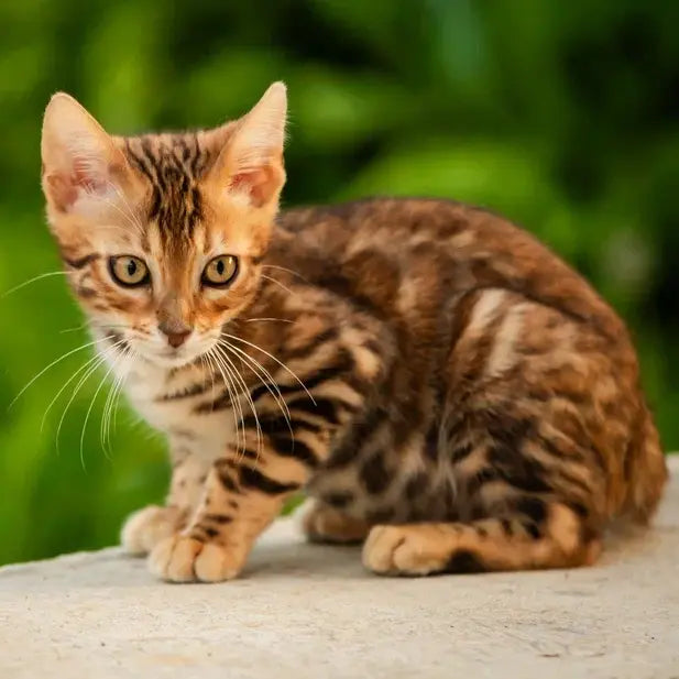 Dilan Bengal male, black spotted tabby