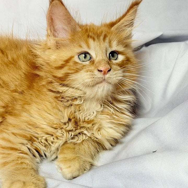 Maximilian Maine Coon male, red
