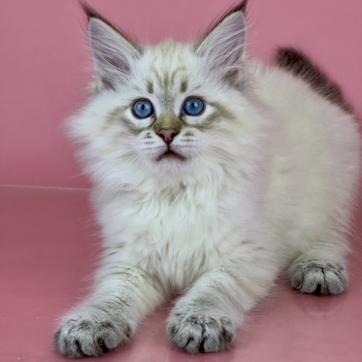 Bastian Siberian male, black tabby pointed bicolour