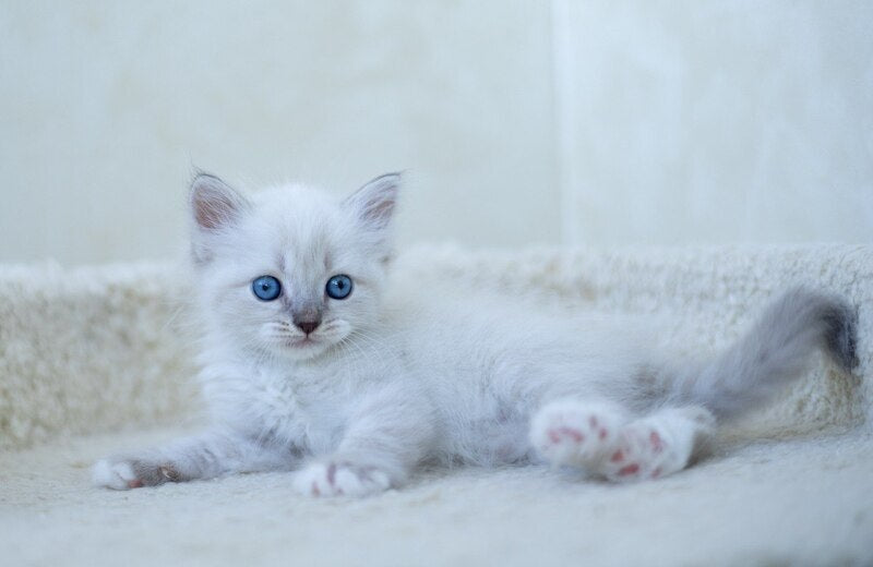 Helena Siberian female, blue with white tabby pointed