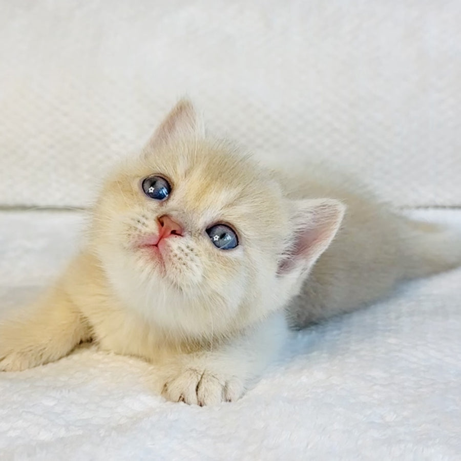 Galaxy Star British Shorthair male, lilac golden shaded