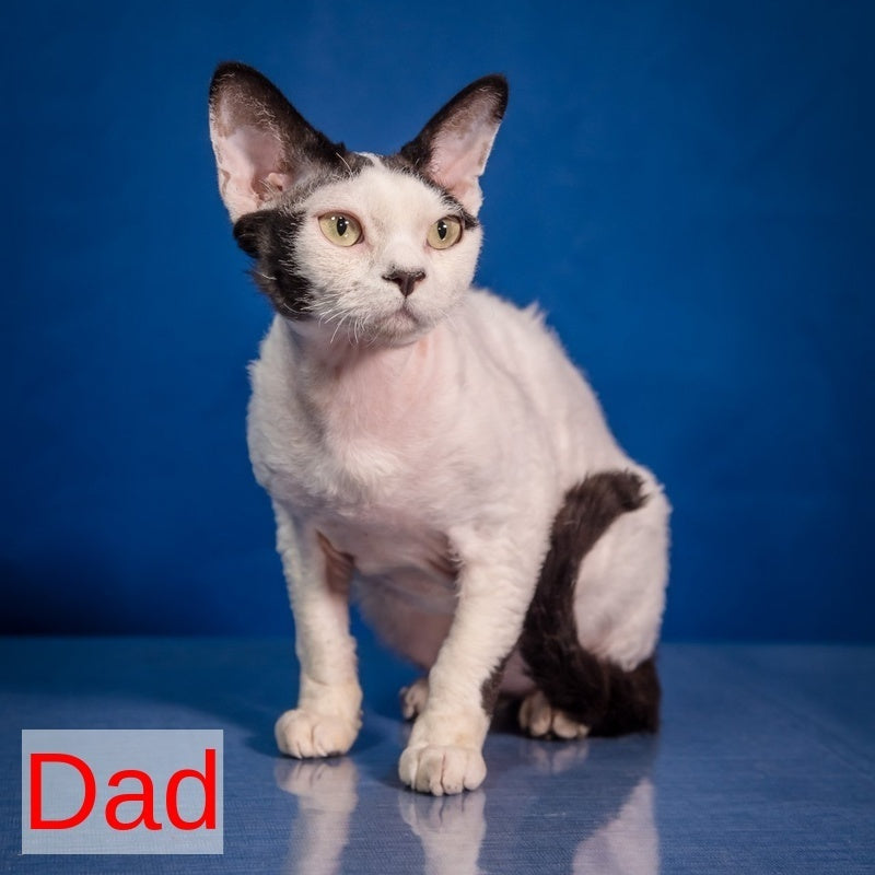 Iriska Devon Rex female, chocolate bicolour pointed