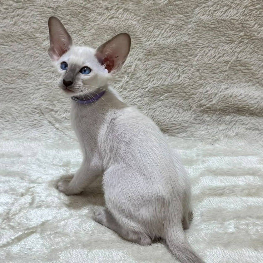 Kairo Siamese male, blue