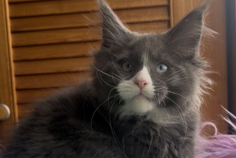 Hugo Maine Coon polydactyl male blue with white - live animals