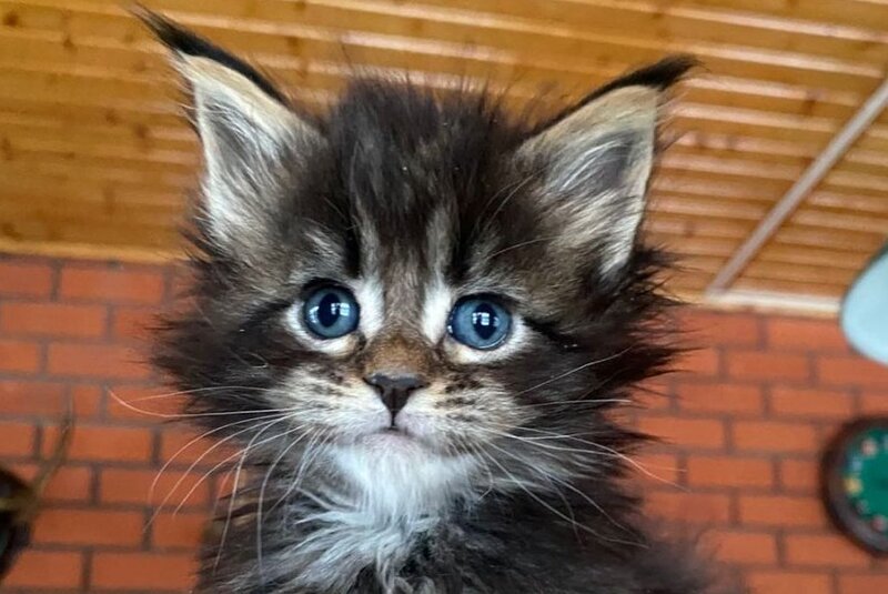 Rellisia Maine Coon female black tabby live animals