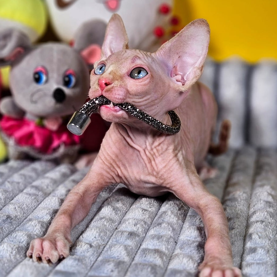 Pharaoh Canadian Sphynx male, red tabby