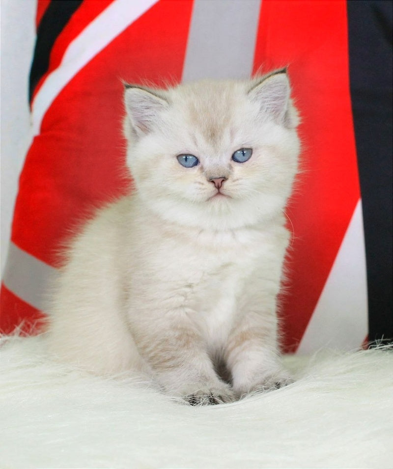 Sunny British Shorthair female, black ticked tabby pointed