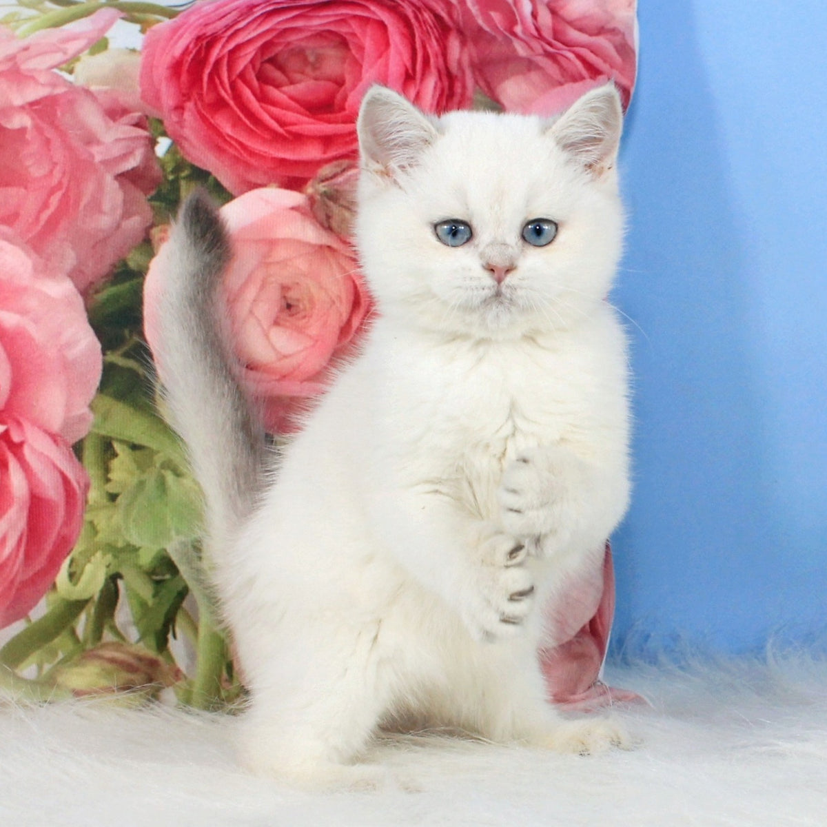 Tiffany British Shorthair female, blue golden shaded pointed