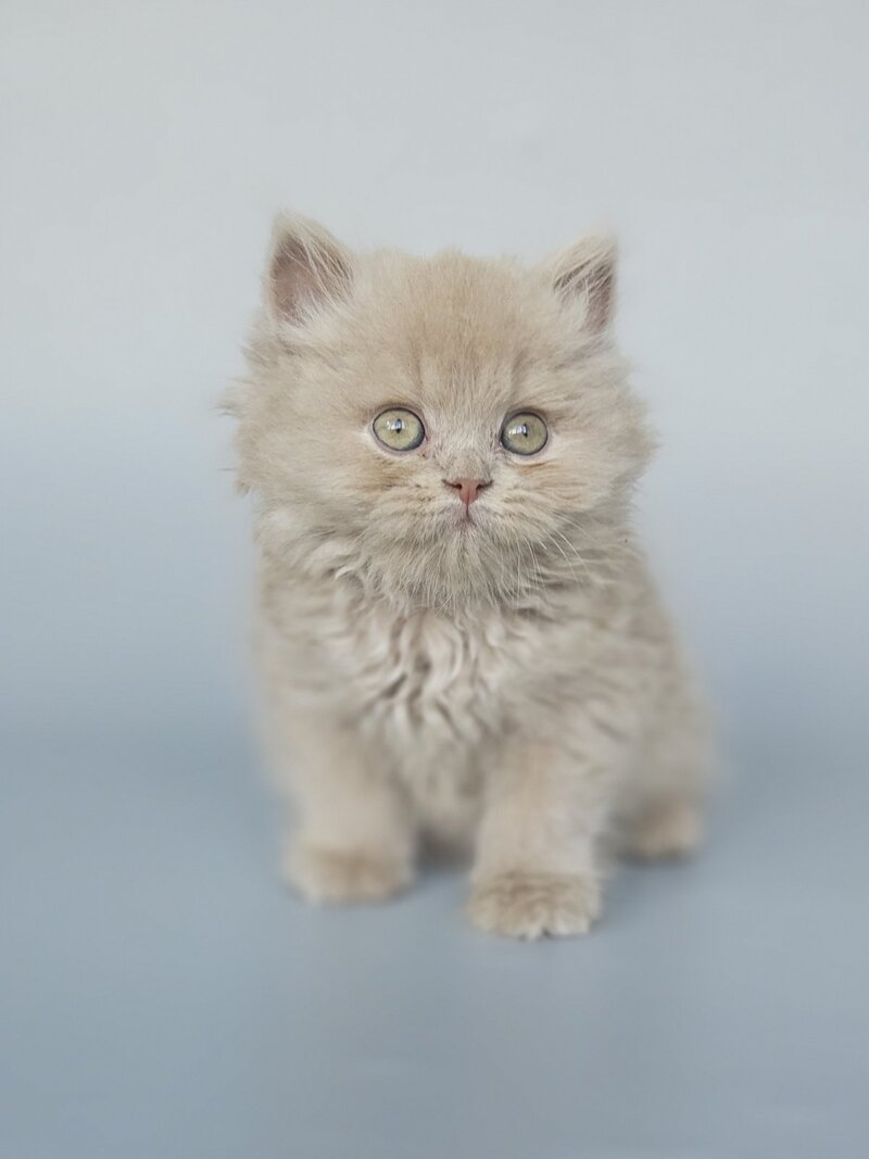 Angel British Longhair male, fawn