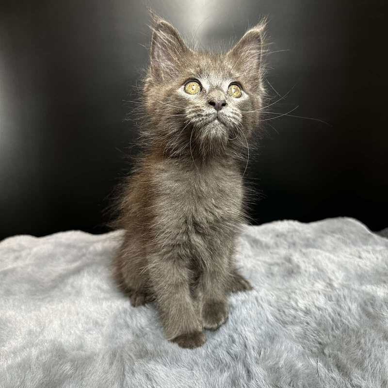 Baunti Maine Coon female blue - live animals