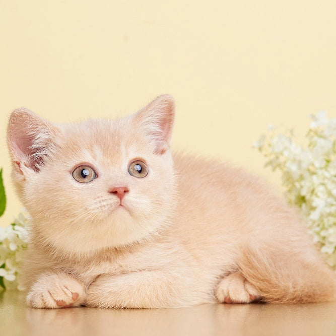Plush British Shorthair male, cream