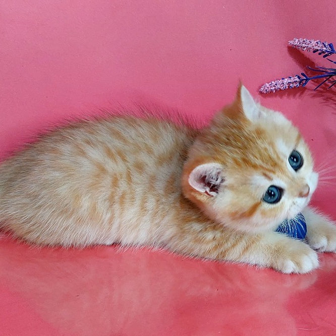 Kristopher British Shorthair male, black golden spotted tabby