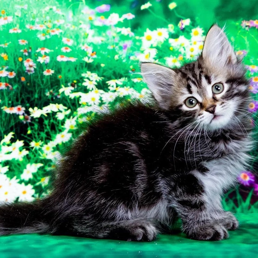 Zador Siberian male, black tabby