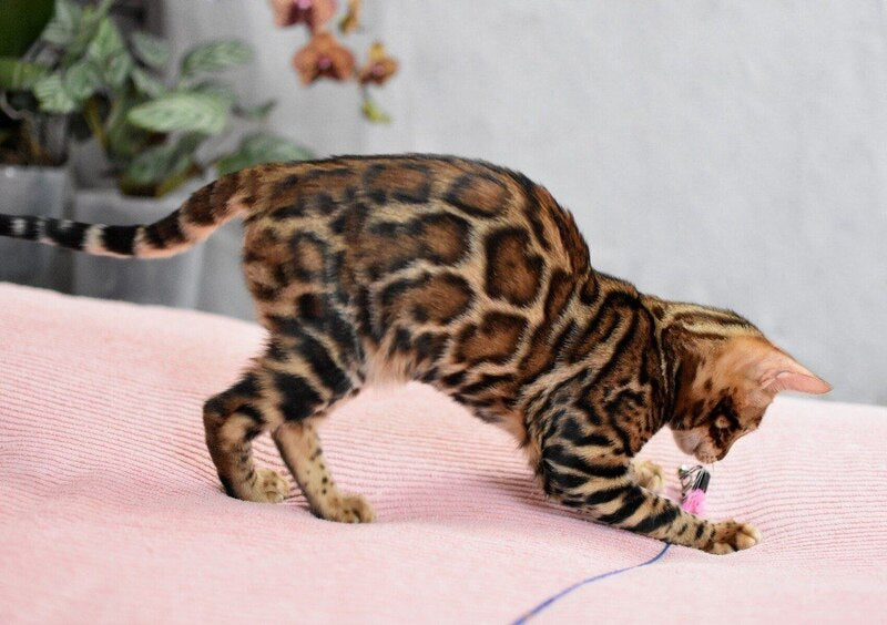 Goliaf Bengal male black spotted tabby - live animals