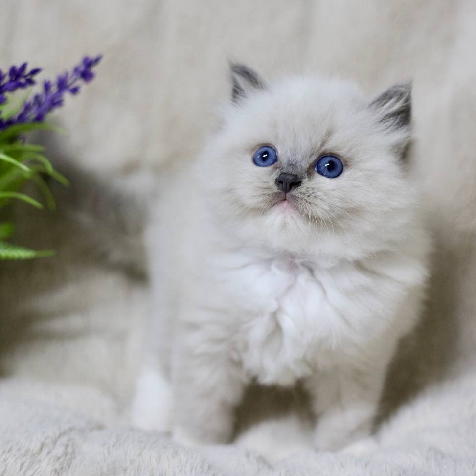 Royce Ragdoll male, blue mitted