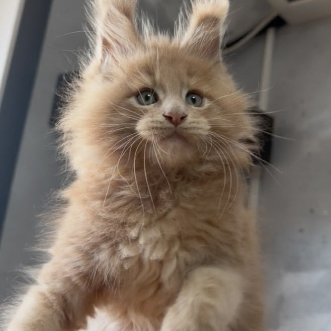 Yarik Maine Coon male, cream