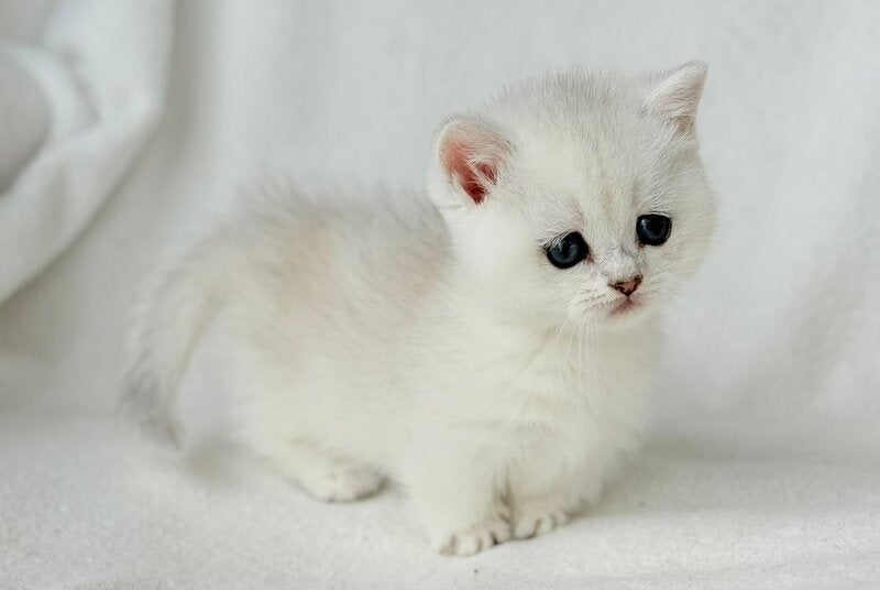 Zipa Munchkin female, black silver ticked tabby