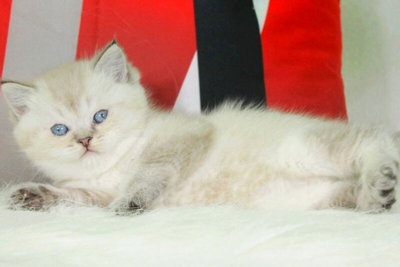 Sunny British Shorthair female, black ticked tabby pointed