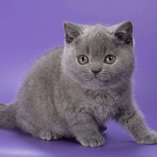 Neville British Shorthair male, blue
