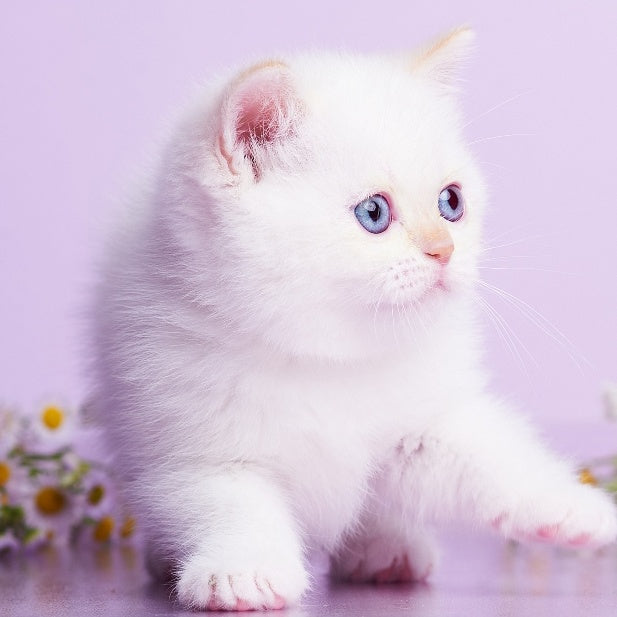 Aliaska British Shorthair female, red pointed