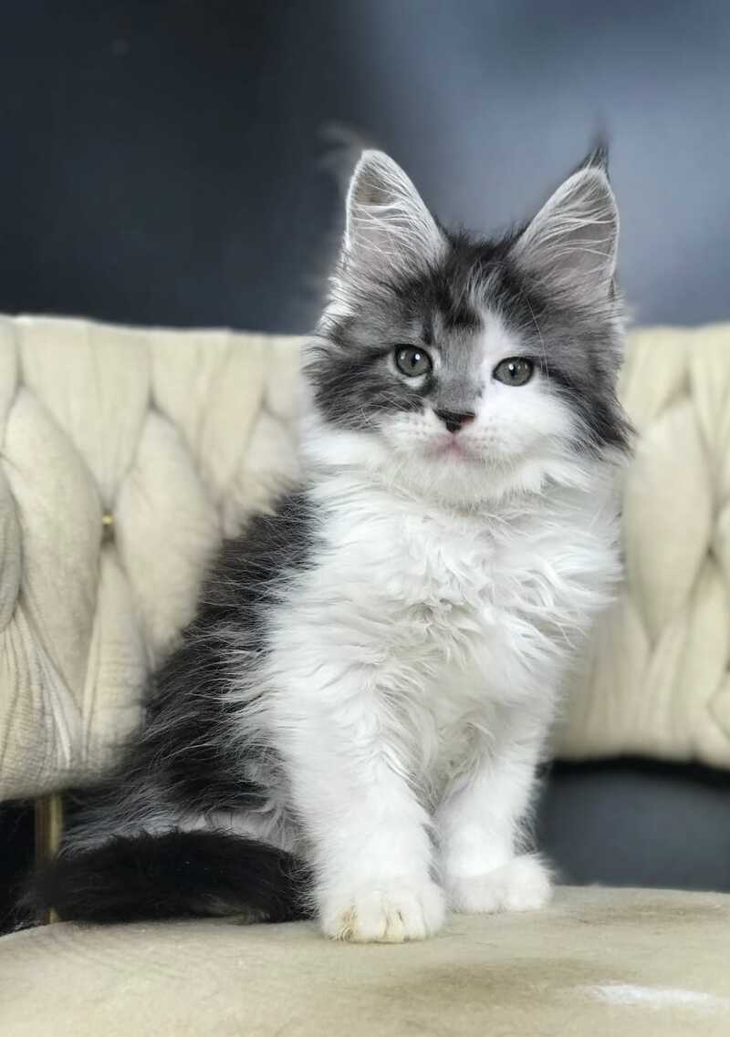 Winston Maine Coon male, black tabby bicolour