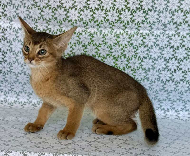 Elsie Abyssinian female ruddy - live animals
