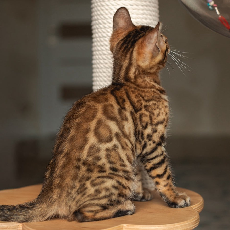 Nala Bengal female, black spotted tabby