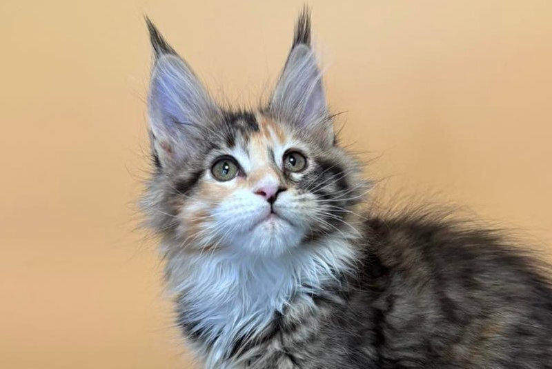 Indiana Maine Coon female black tortie tabby mitted live animals