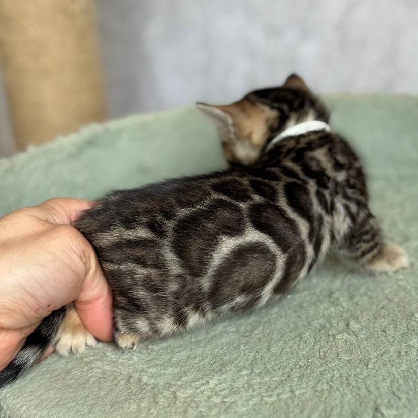 Elvis Bengal male, black spotted tabby
