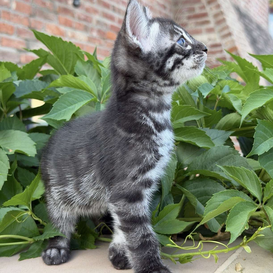 Chopard Bengal male, black silver spotted tabby
