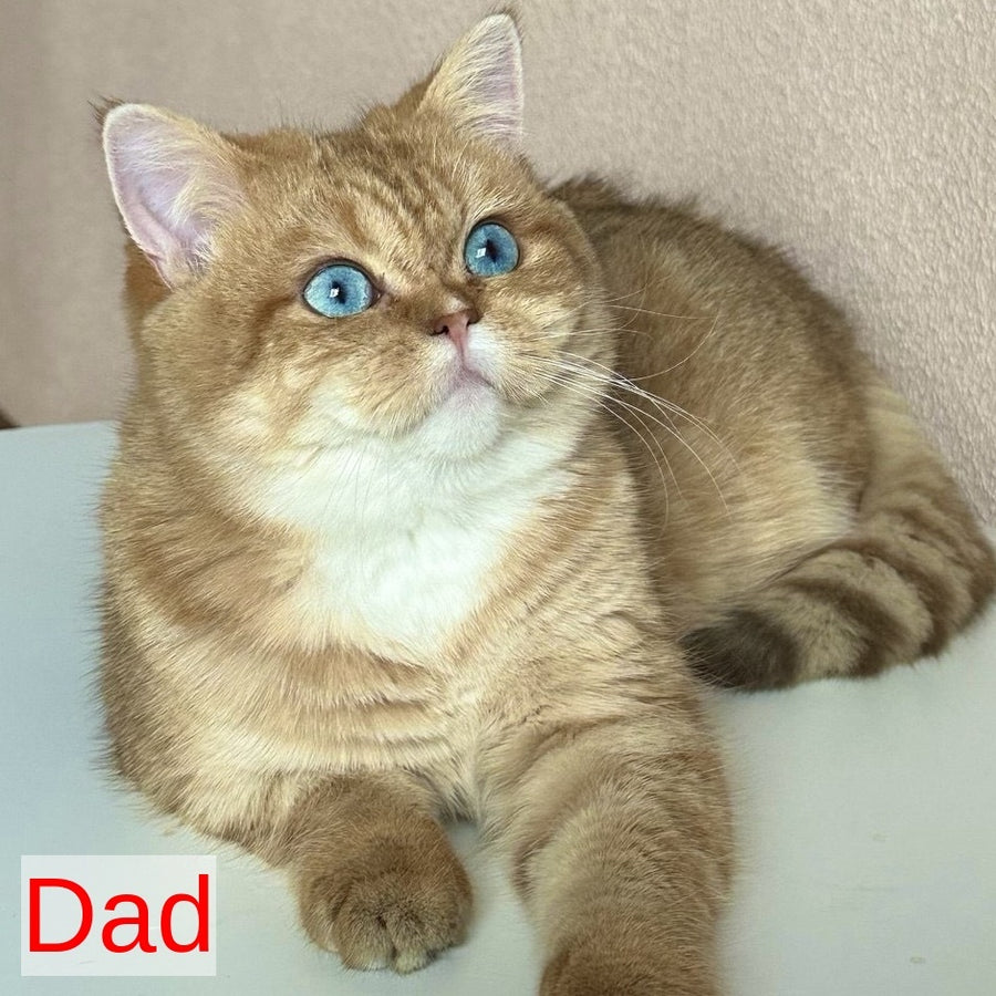 Golden Rose British Shorthair female, cinnamon golden shaded