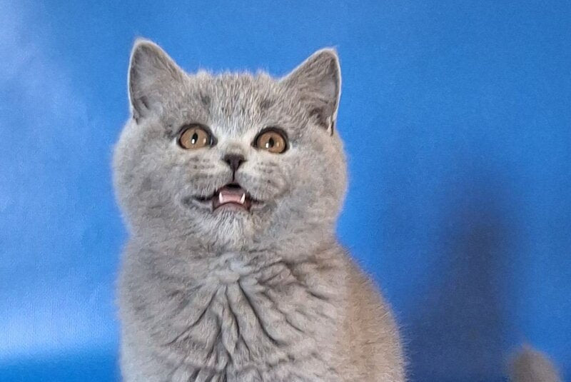 Uliya British Shorthair female, blue