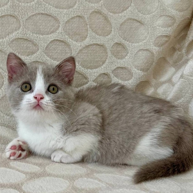 Benny Munchkin male, blue bicolour